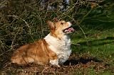 CORGI PEMBROKE 1363